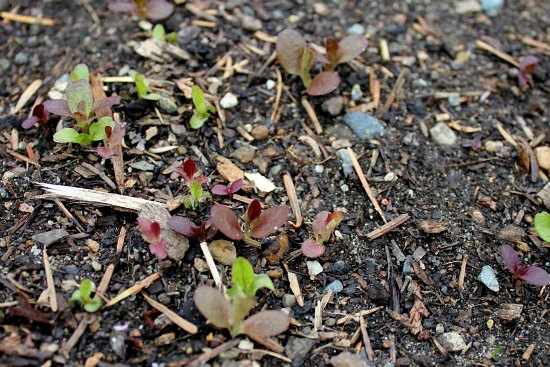 Square Foot Gardening – Grow More in Less Space