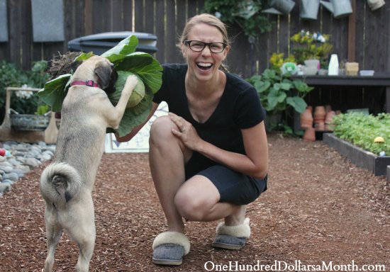 10 Fun Facts About Cabbage!