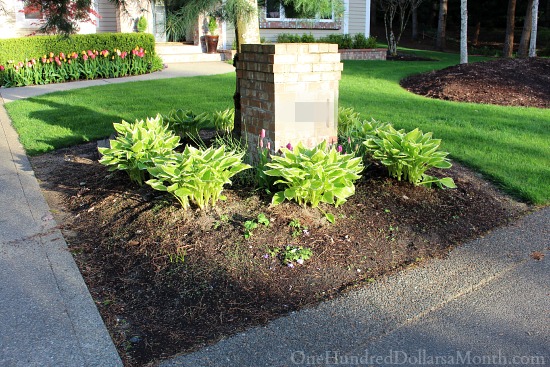 Mavis Butterfield | Backyard Garden Plot Pictures 4/12/15